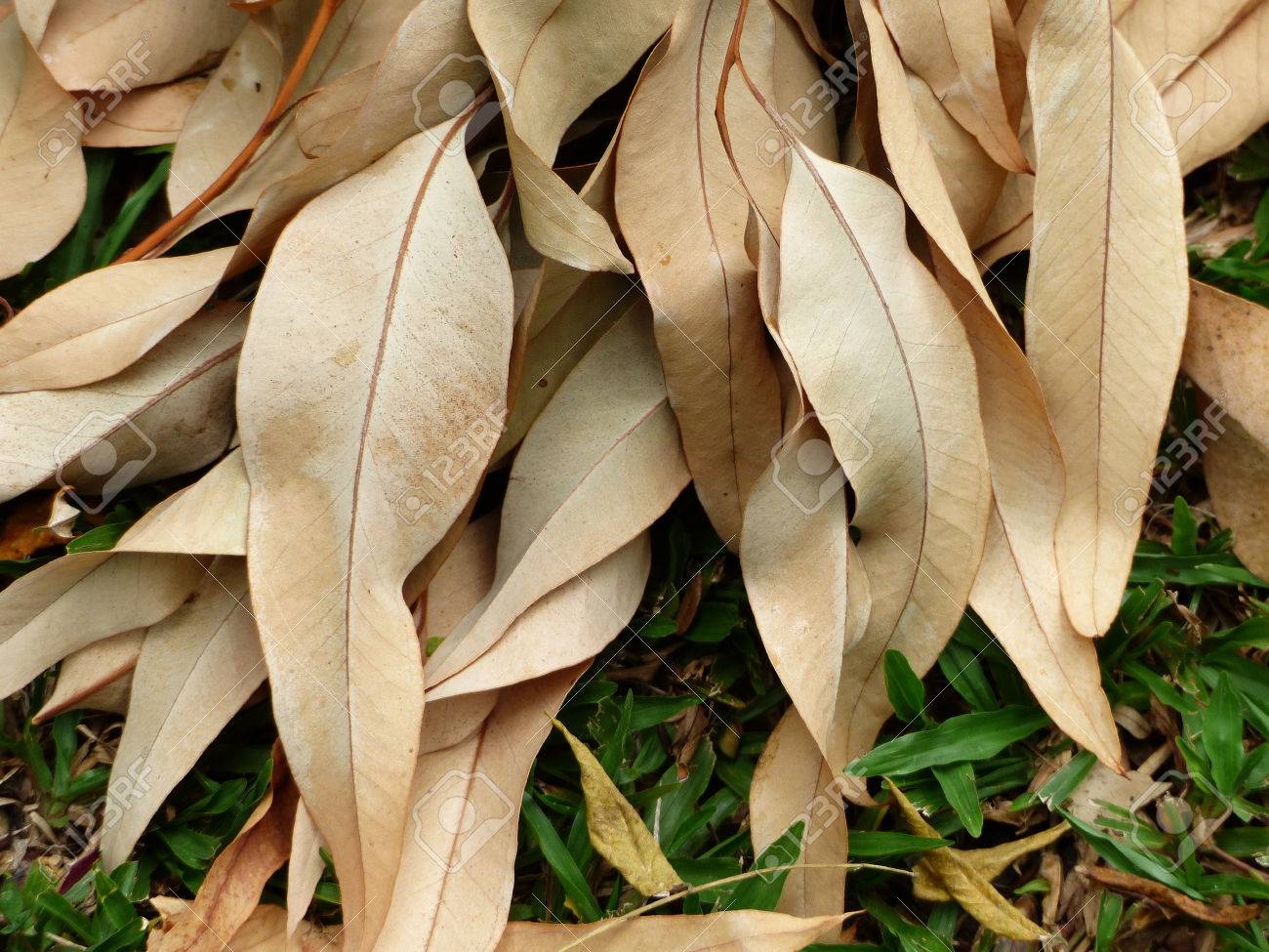 Sufaida Leaves